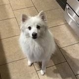 Barry, Adoptable, Adult Male American Eskimo Dog.