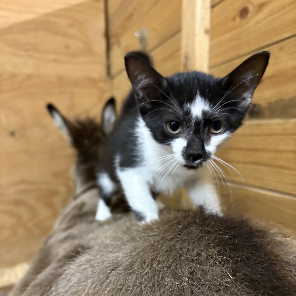 Enlarge Newton, a Adoptable Domestic Short Hair in Odenville, AL image 1/2
