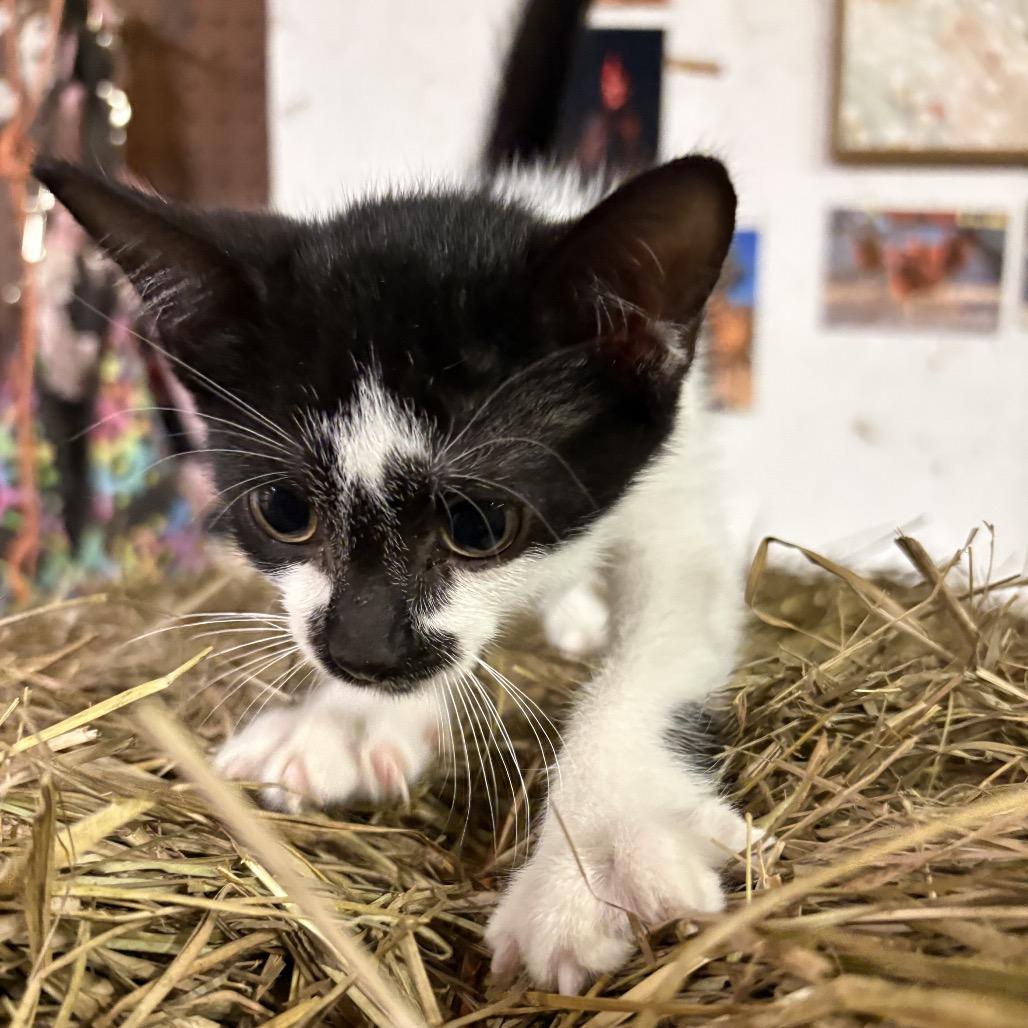 Enlarge Newton, a Adoptable Domestic Short Hair in Odenville, AL image 2/2