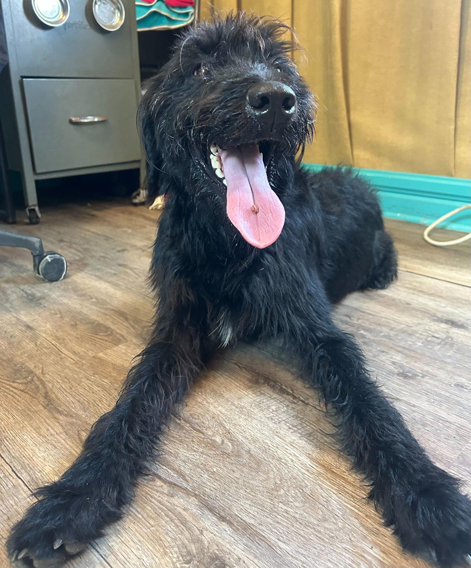 Meatball Mar 26, Adoptable, Adult Male Standard Poodle & Labrador Retriever.