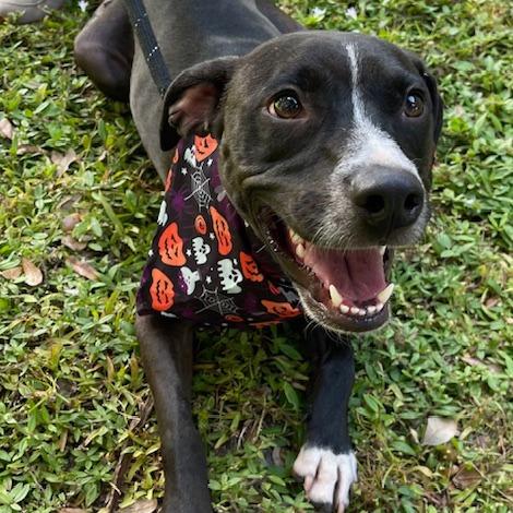 Enlarge SADIE, a Adoptable mixed breed in Indiantown, FL image 2/6