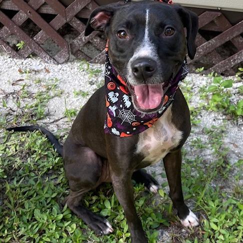 Enlarge SADIE, a Adoptable mixed breed in Indiantown, FL image 4/6