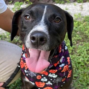 SADIE, Adoptable, Adult Female Plott Hound.