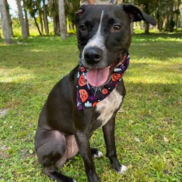 Enlarge SADIE, a Adoptable mixed breed in Indiantown, FL image 5/6