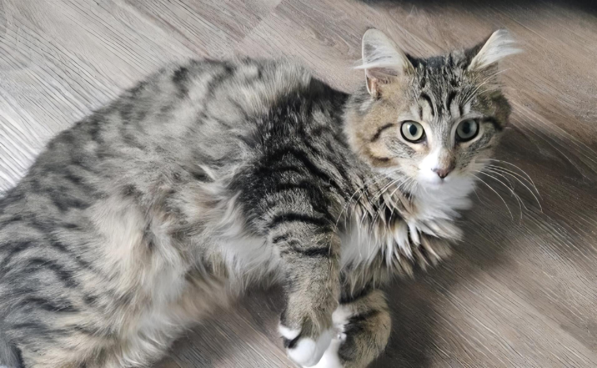 Enlarge MOJO, an adopted Domestic Short Hair in Puyallup, WA image 2/2