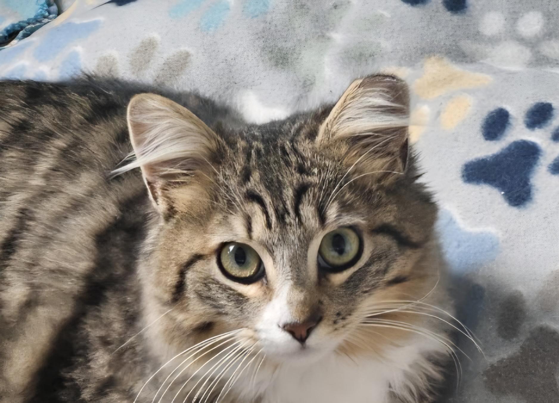 MOJO, adopted, Kitten Male Domestic Short Hair.