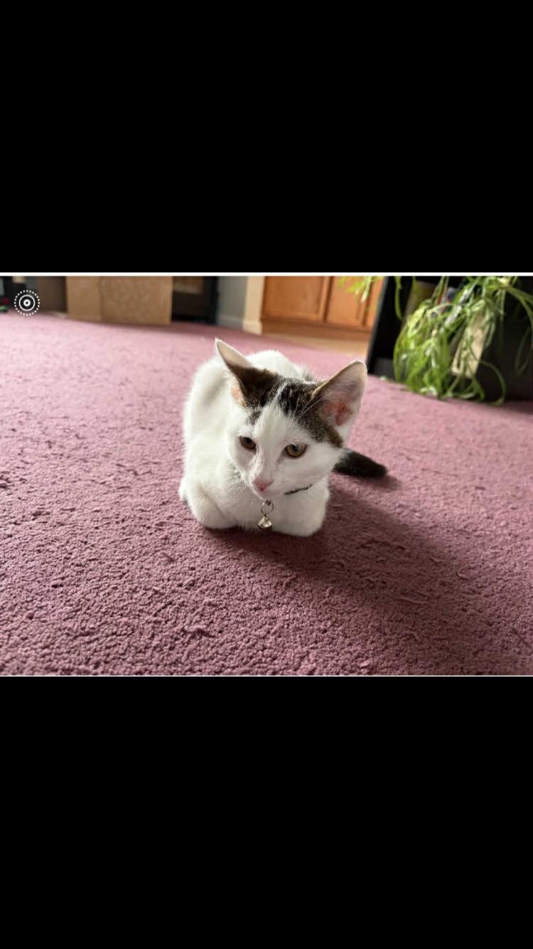 Enlarge Daisy, a Adoptable Domestic Short Hair in Peekskill, NY image 1/2