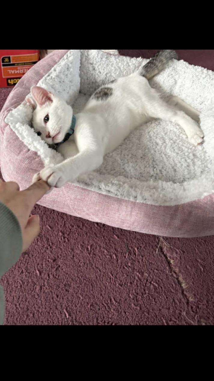 Daisy, Adoptable, Young Female Domestic Short Hair.