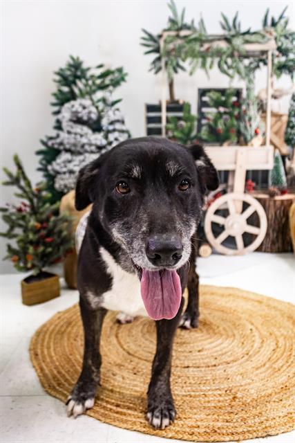 OSO, Adoptable, Adult Female American Staffordshire Terrier.