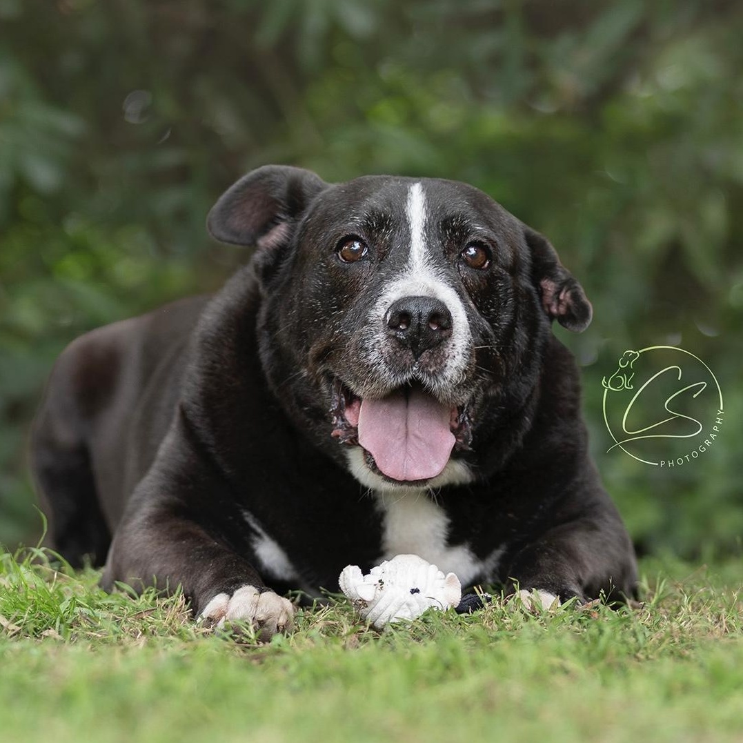 Danny (contact Rachel), a Adoptable mixed breed in Sherman Oaks, CA image 2/6