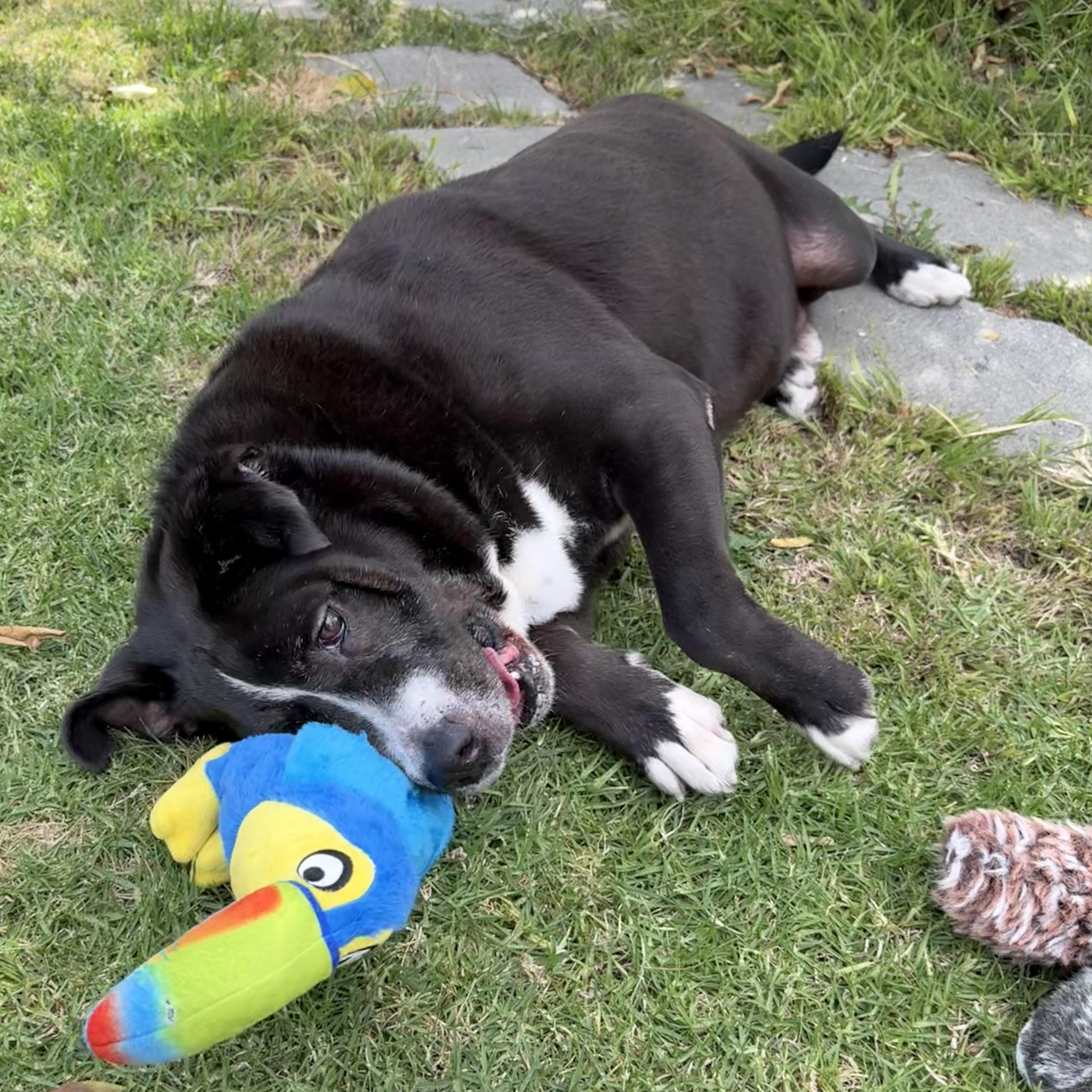 Danny (contact Rachel), a Adoptable mixed breed in Sherman Oaks, CA image 5/6