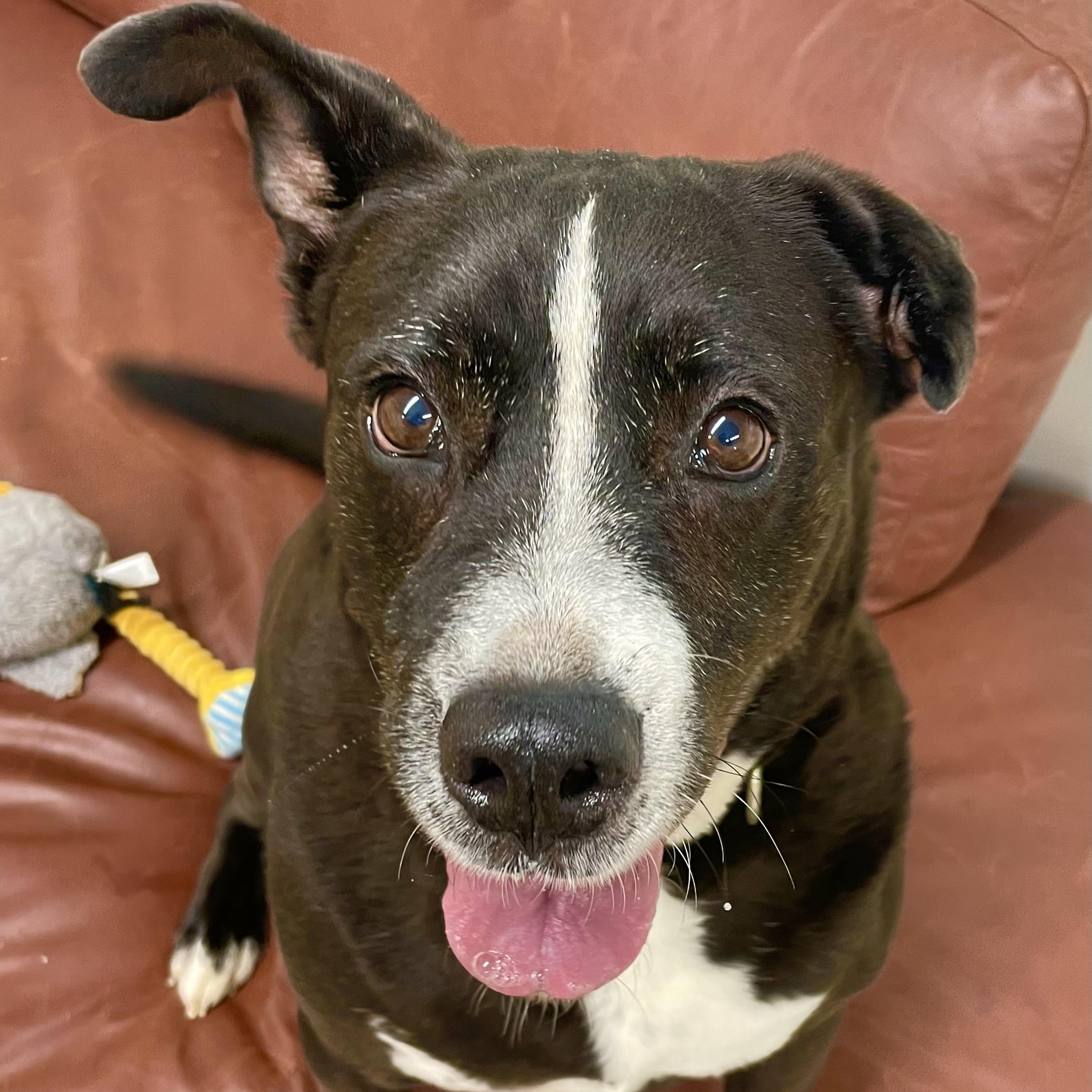 Danny (contact Rachel), Adoptable, Adult Male Black Labrador Retriever & Border Collie.