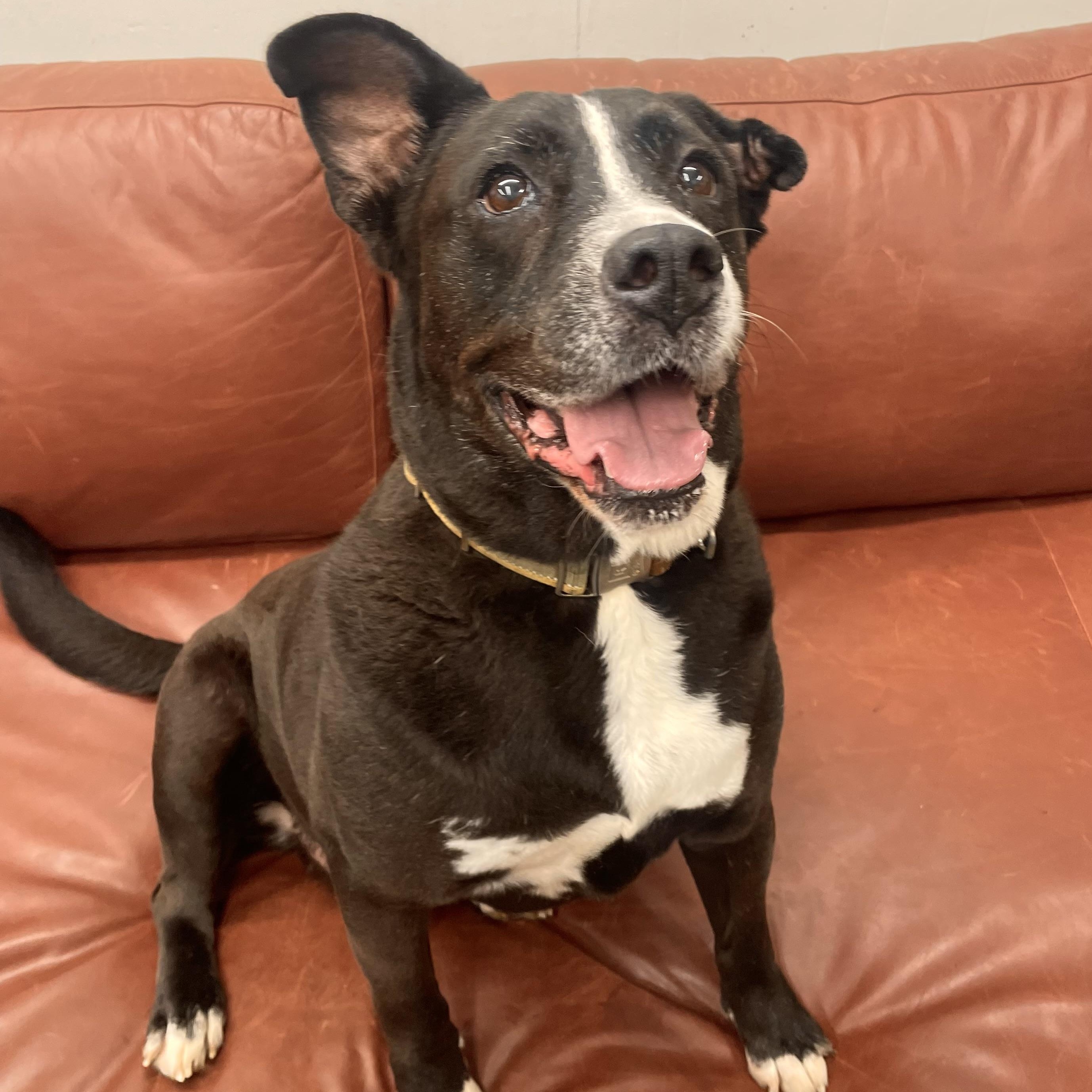 Danny (contact Rachel), a Adoptable mixed breed in Sherman Oaks, CA image 3/6