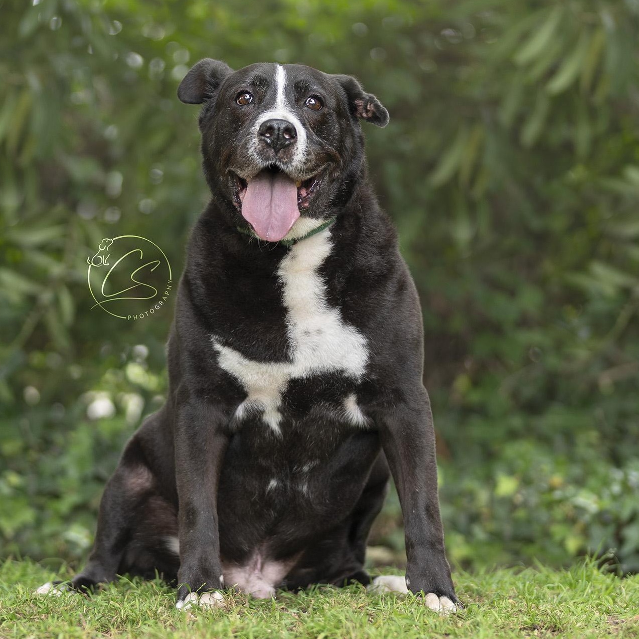 Danny (contact Rachel), a Adoptable mixed breed in Sherman Oaks, CA image 6/6