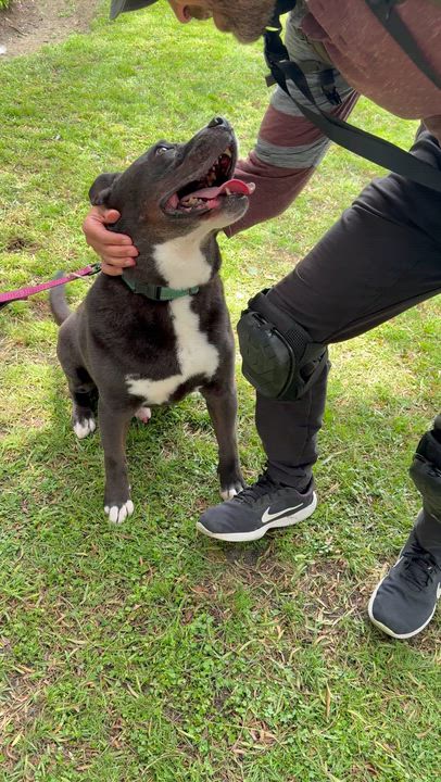 Enlarge Danny (contact Rachel), a Adoptable mixed breed in Sherman Oaks, CA video 4/6