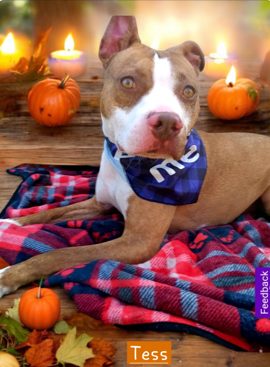 Enlarge Tess, a Adoptable American Bulldog in Winter haven, FL image 2/3