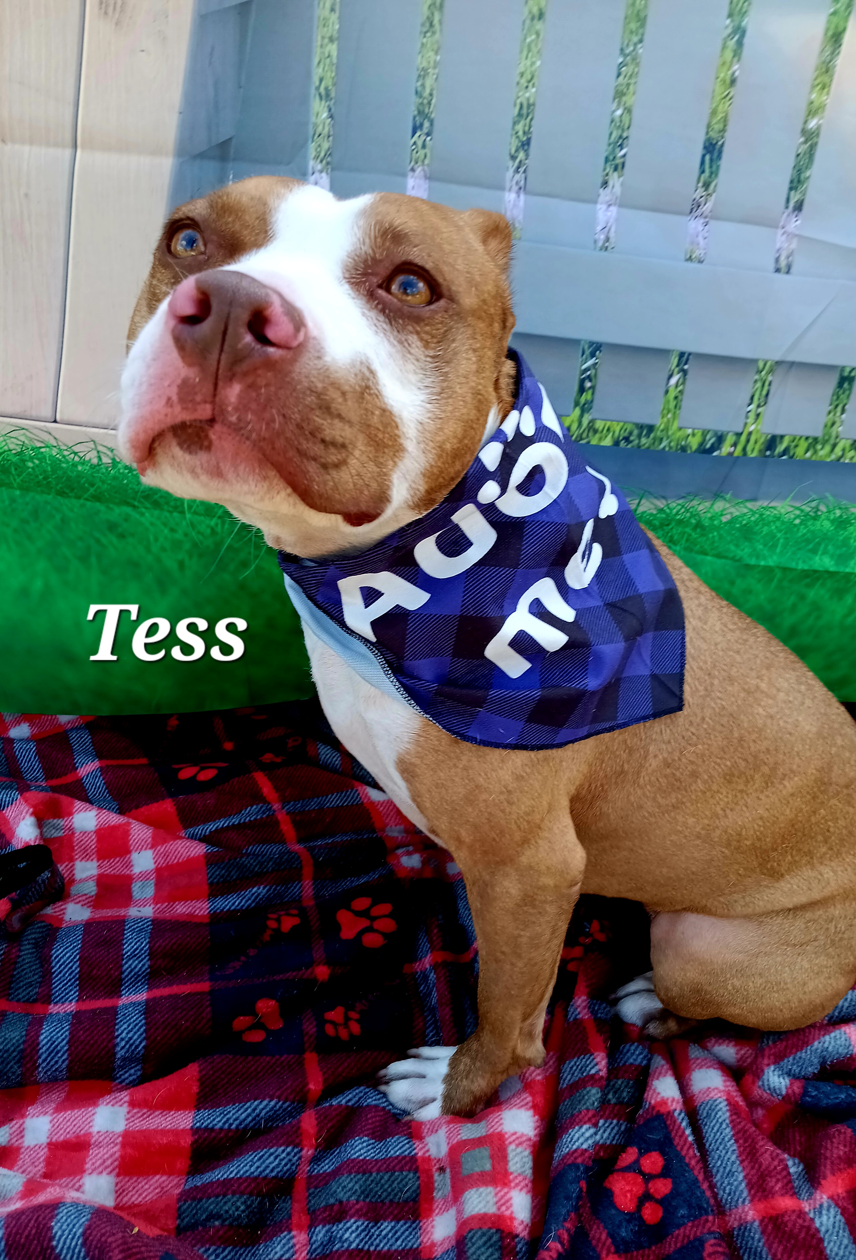 Tess — thumbnail 2