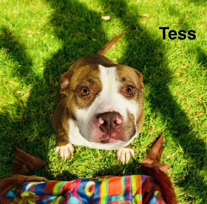 Tess, Adoptable, Adult Female American Bulldog.