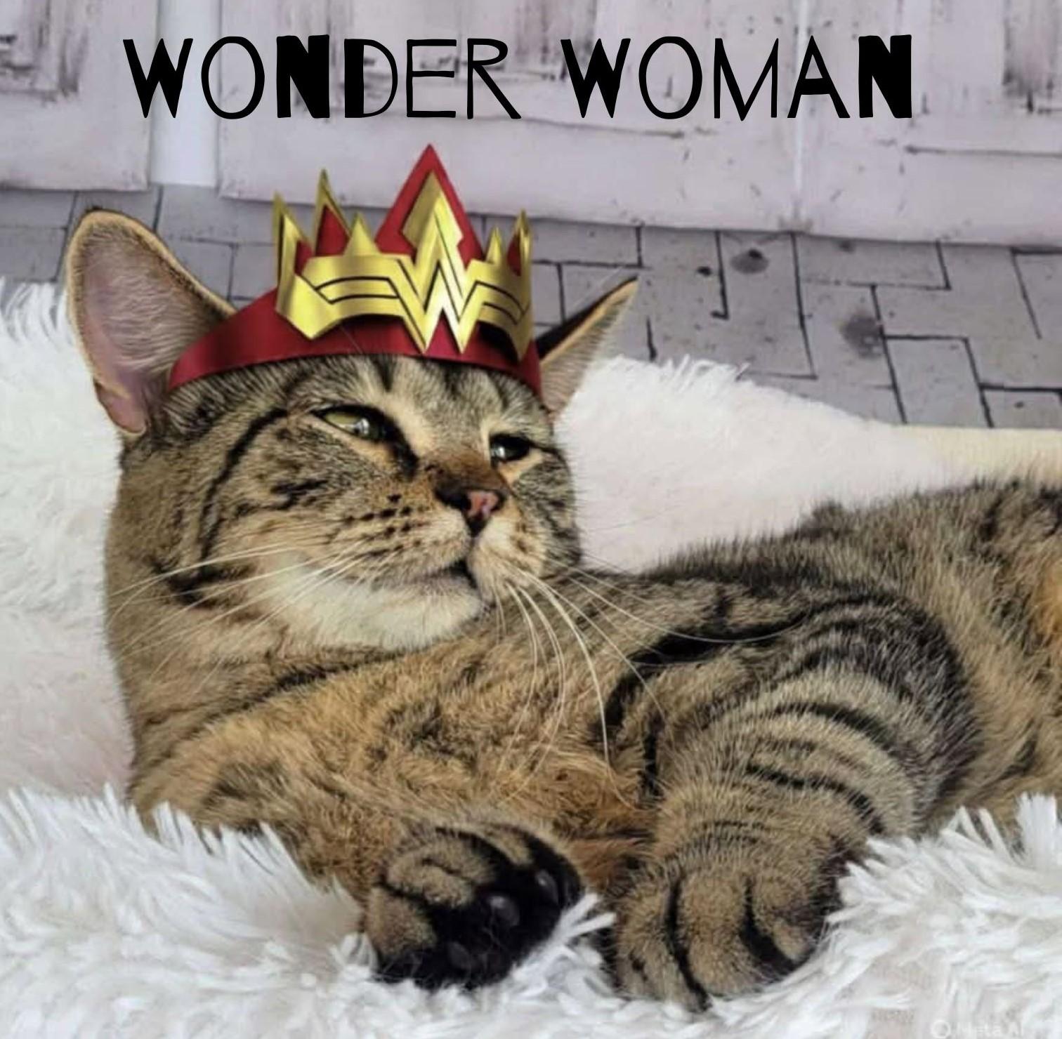 Enlarge Wonder Woman, a Adoptable mixed breed in Greensburg, PA image 1/5