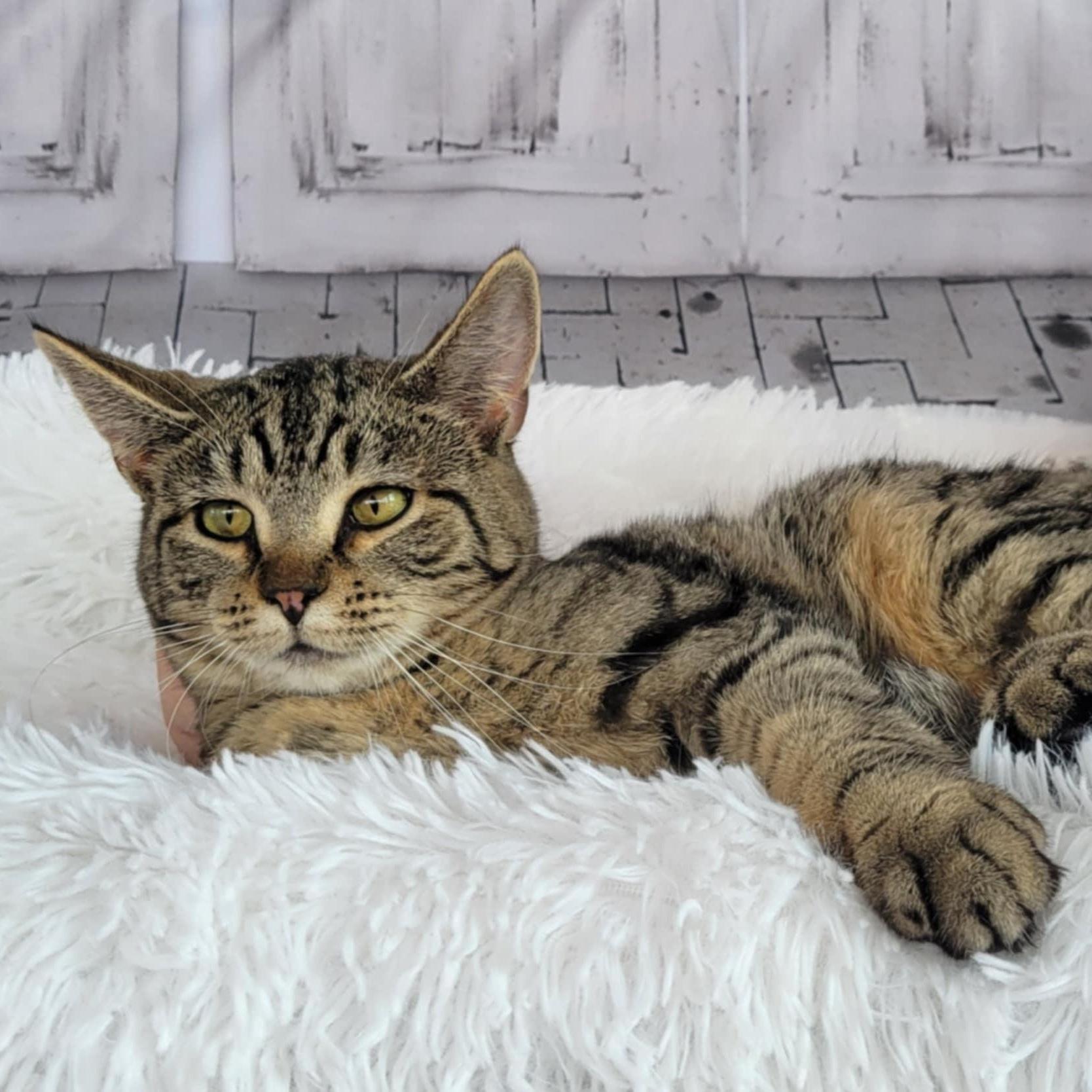 Enlarge Wonder Woman, a Adoptable mixed breed in Greensburg, PA image 2/5