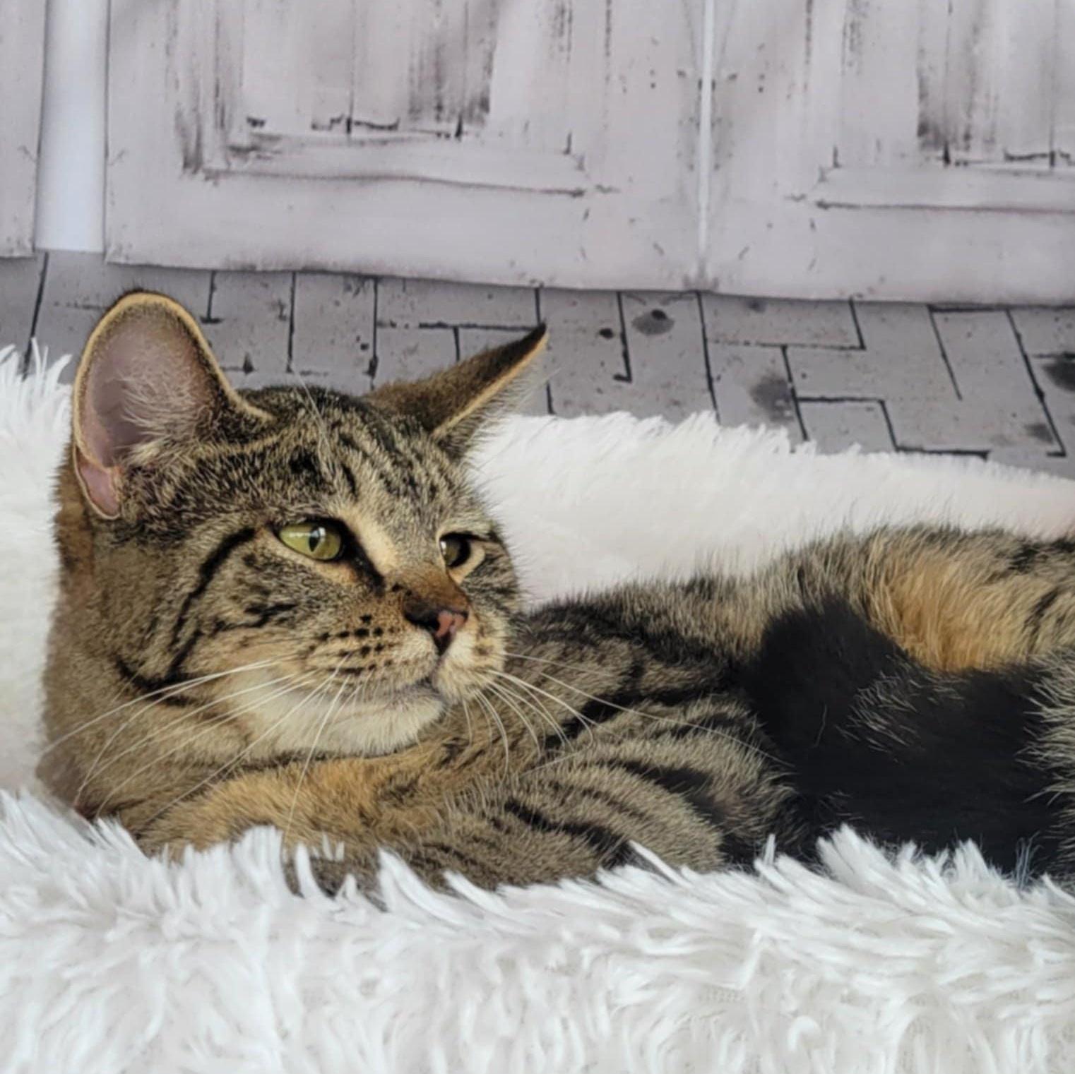 Enlarge Wonder Woman, a Adoptable mixed breed in Greensburg, PA image 3/5