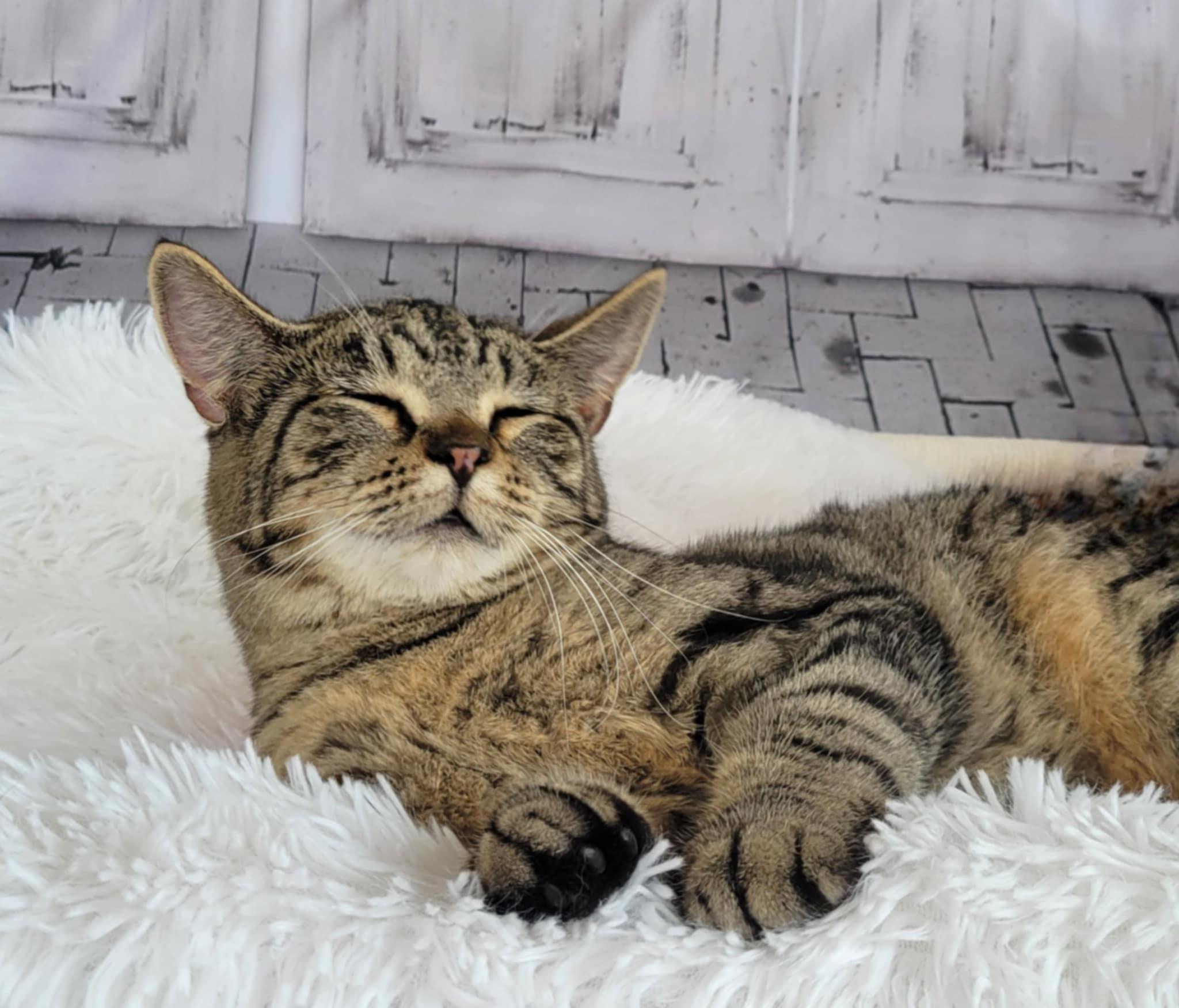 Enlarge Wonder Woman, a Adoptable mixed breed in Greensburg, PA image 4/5