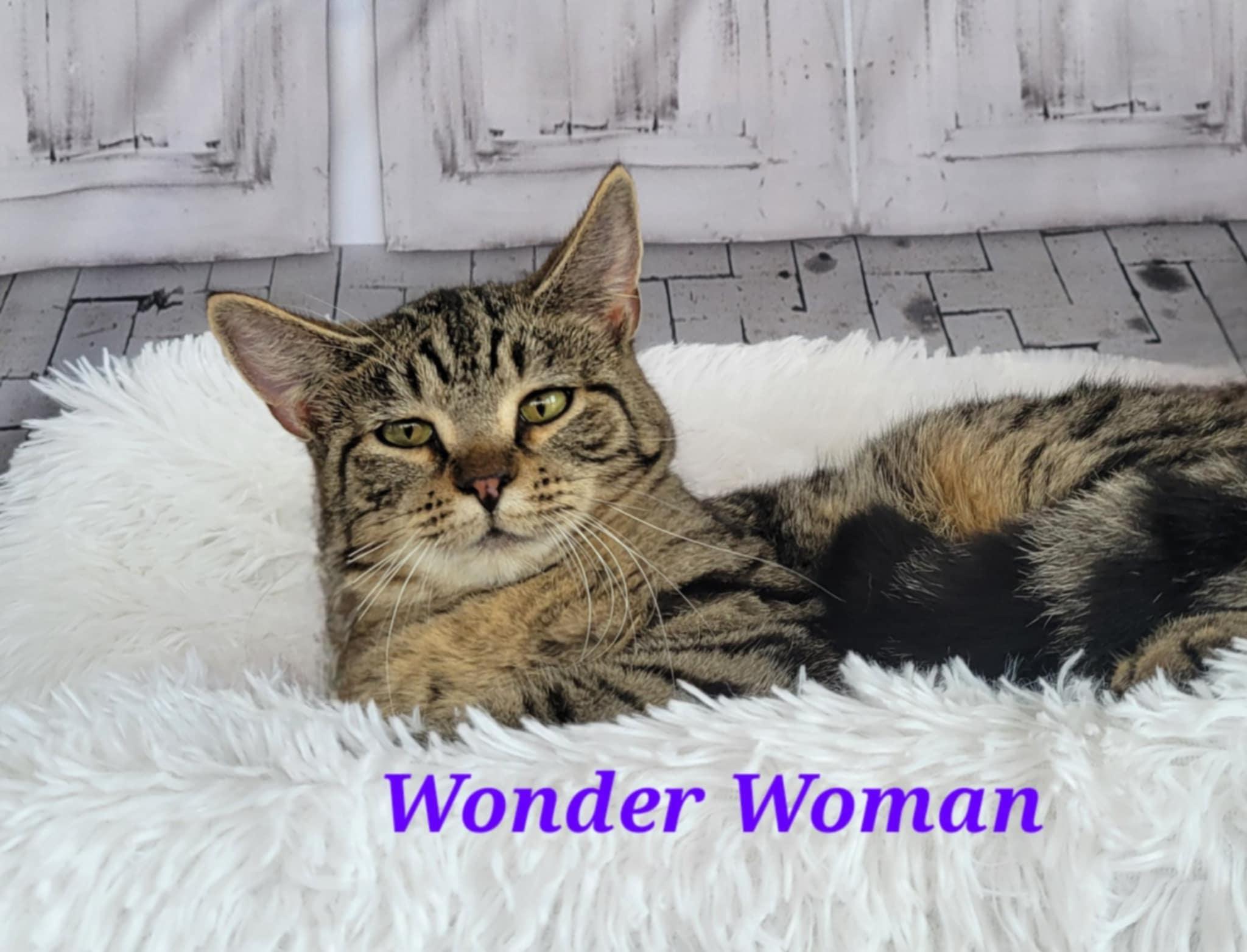 Enlarge Wonder Woman, a Adoptable mixed breed in Greensburg, PA image 5/5