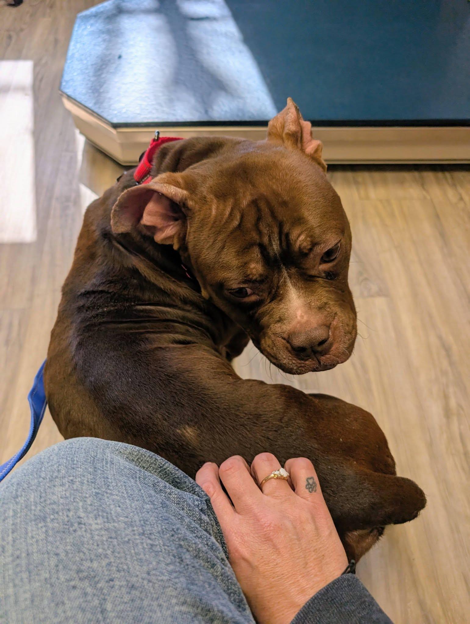 Enlarge Tater Tot, a ADOPTABLE mixed breed in Maybrook, NY image 4/5