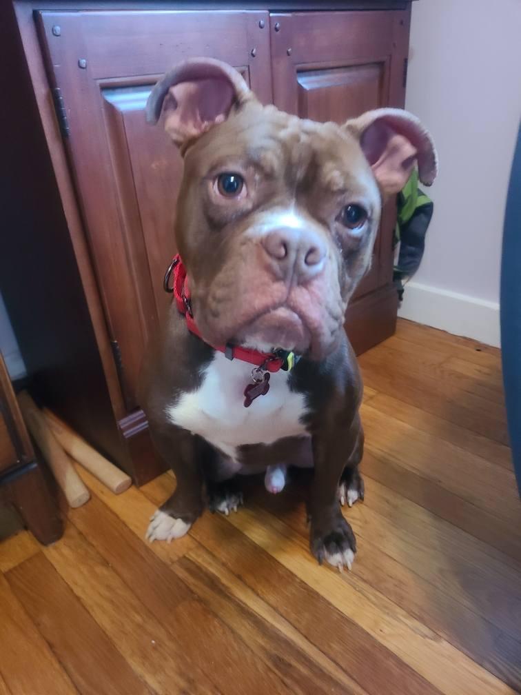 Tater Tot, ADOPTABLE, Young Male Boston Terrier & Boxer.