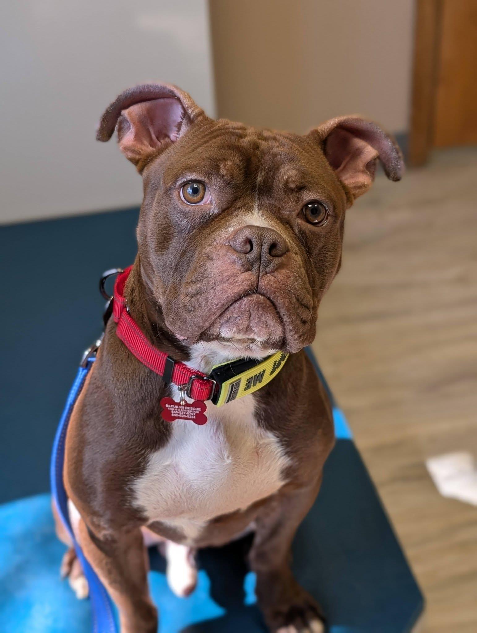 Enlarge Tater Tot, a ADOPTABLE mixed breed in Maybrook, NY image 5/5