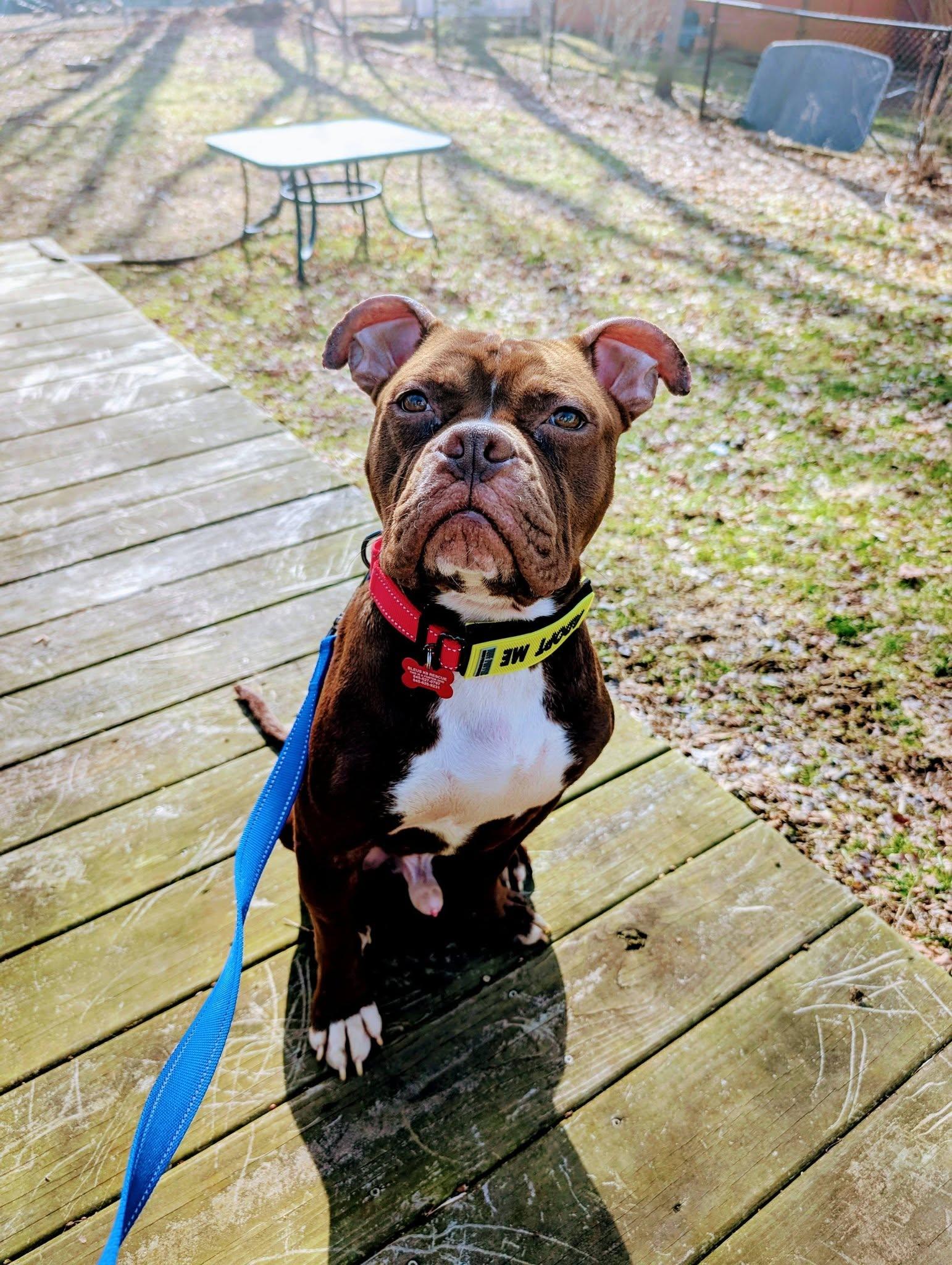 Enlarge Tater Tot, a ADOPTABLE mixed breed in Maybrook, NY image 2/5