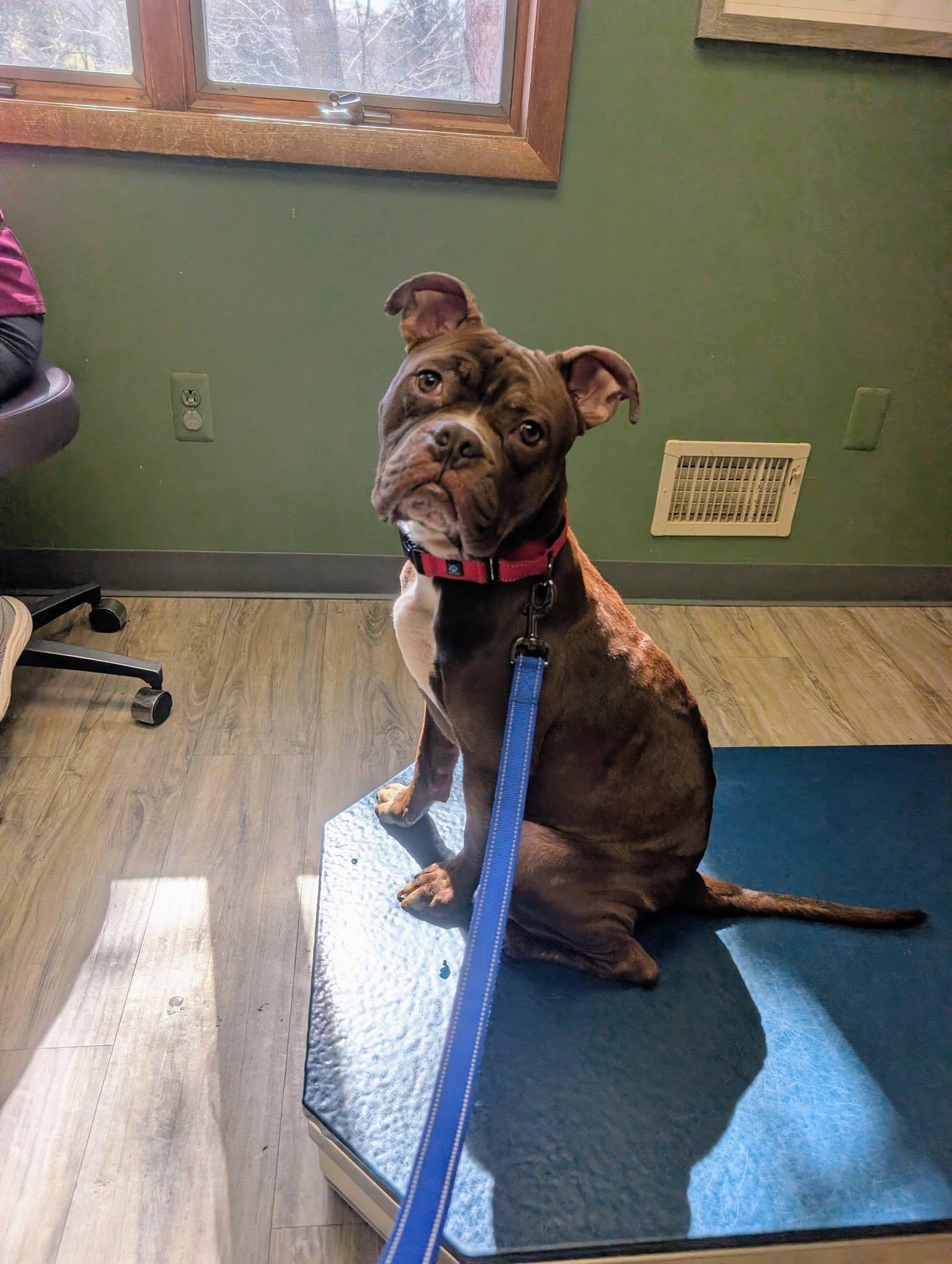 Enlarge Tater Tot, a ADOPTABLE mixed breed in Maybrook, NY image 3/5