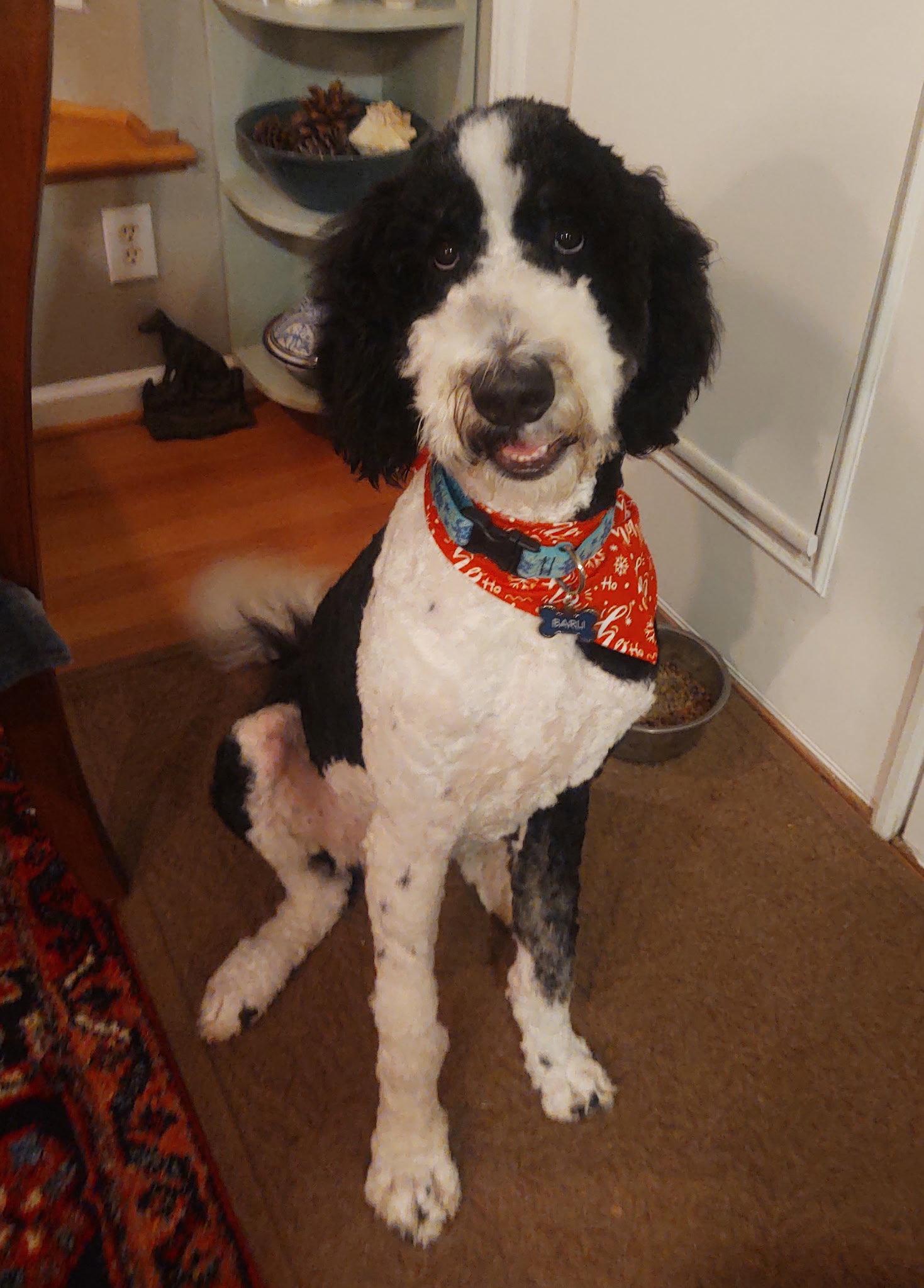 Barli, Adopted, Adult Male Standard Poodle & Bernese Mountain Dog.