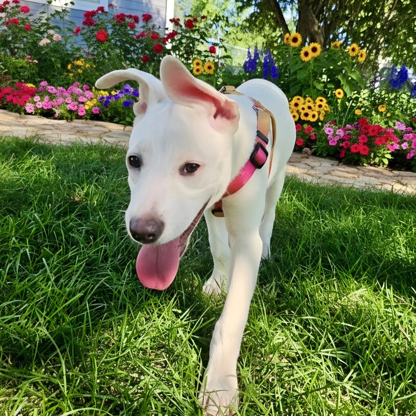 Enlarge Winnie, a ADOPTABLE Terrier in Prior Lake, MN image 5/6