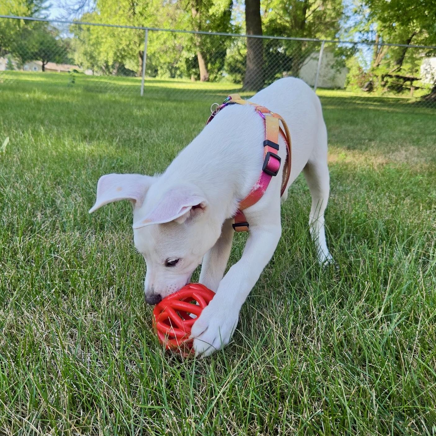 Enlarge Winnie, a ADOPTABLE Terrier in Prior Lake, MN image 6/6