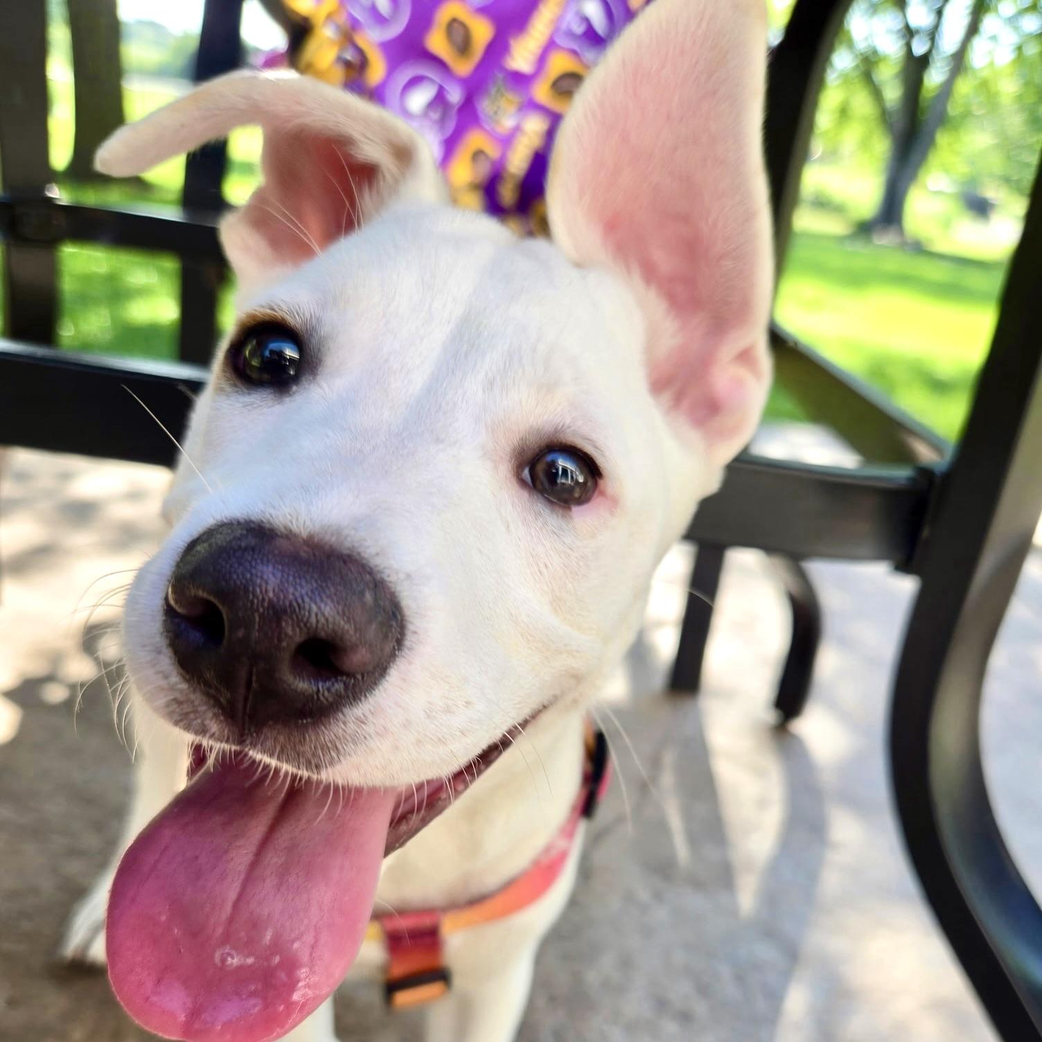 Winnie, ADOPTABLE, Puppy Female Terrier.
