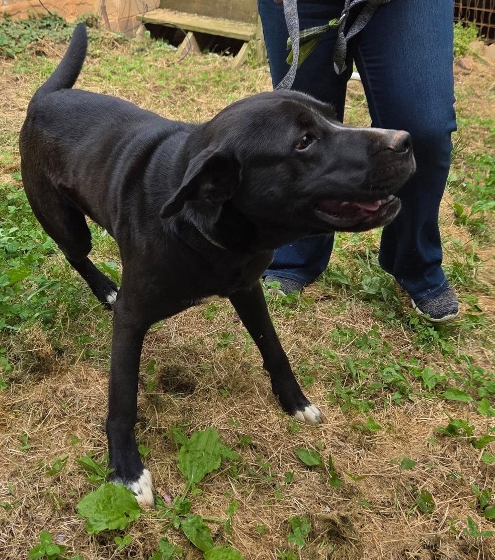 Enlarge Buddy, a Adoptable mixed breed in Blairsville, GA image 1/2