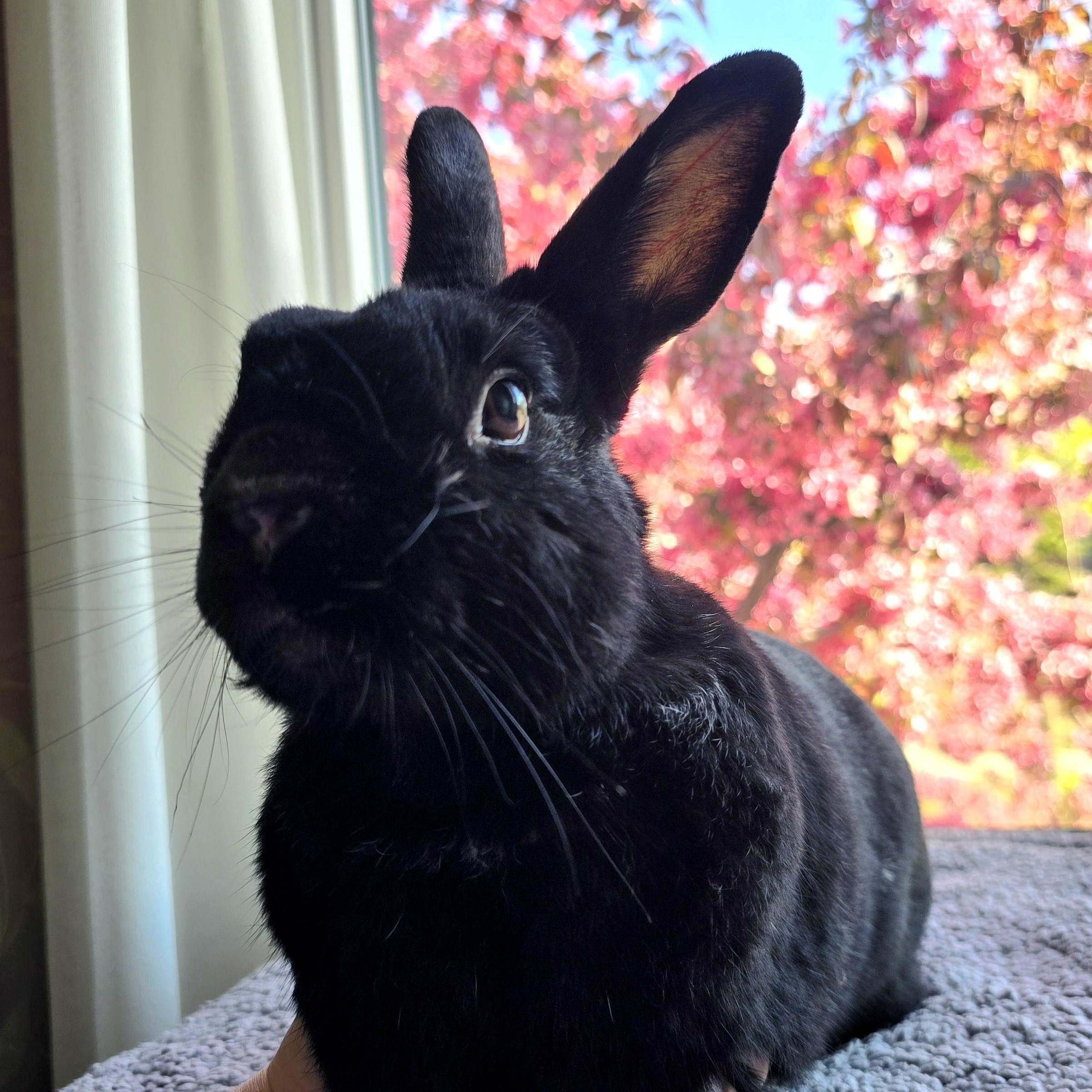 Enlarge Shadow, a Adoptable Bunny Rabbit in Cambridge, ON image 1/6