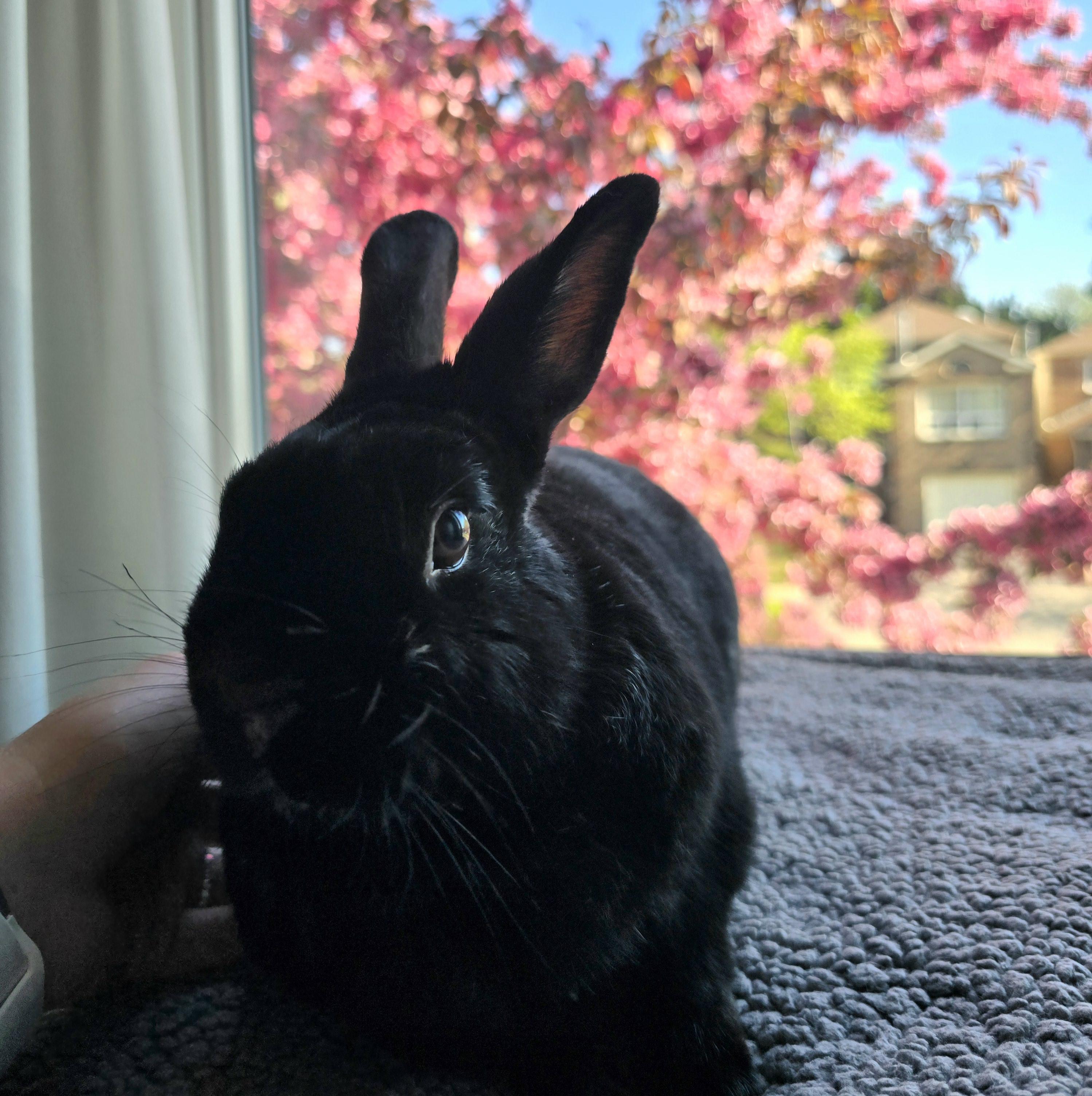 Enlarge Shadow, a Adoptable Bunny Rabbit in Cambridge, ON image 5/6