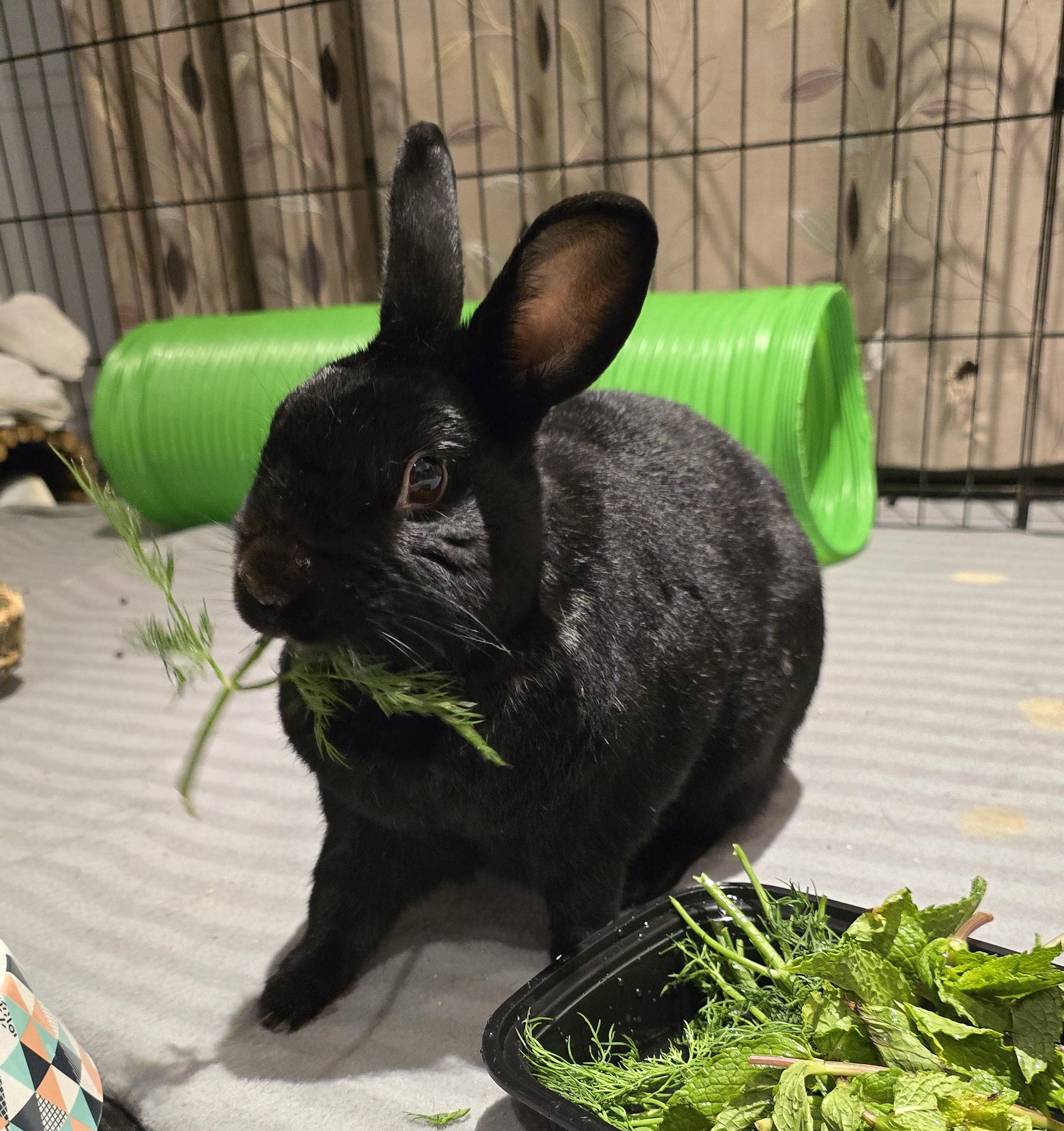 Shadow, a Adoptable Bunny Rabbit in Cambridge, ON image 1/3