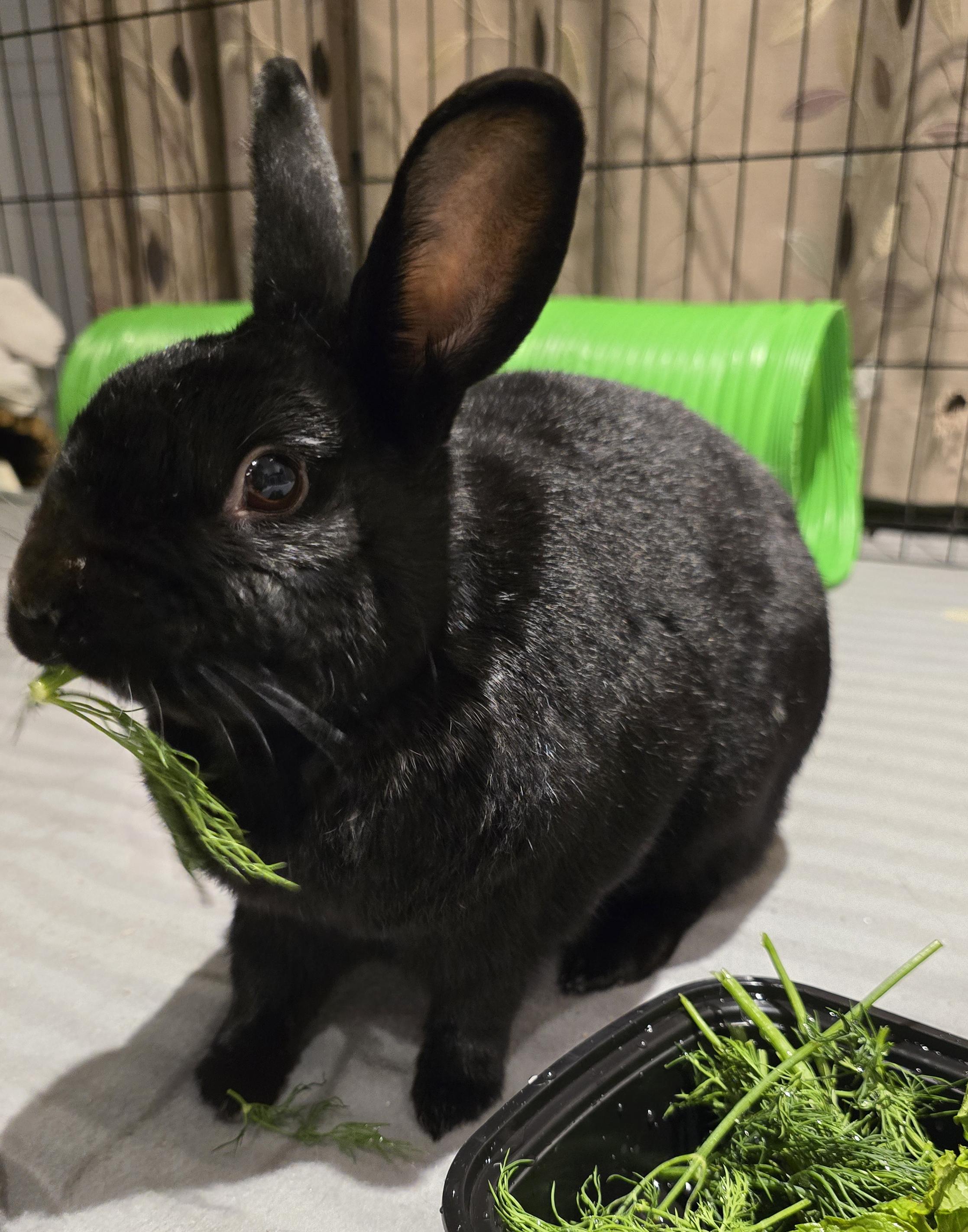 Shadow, a Adoptable Bunny Rabbit in Cambridge, ON image 2/3