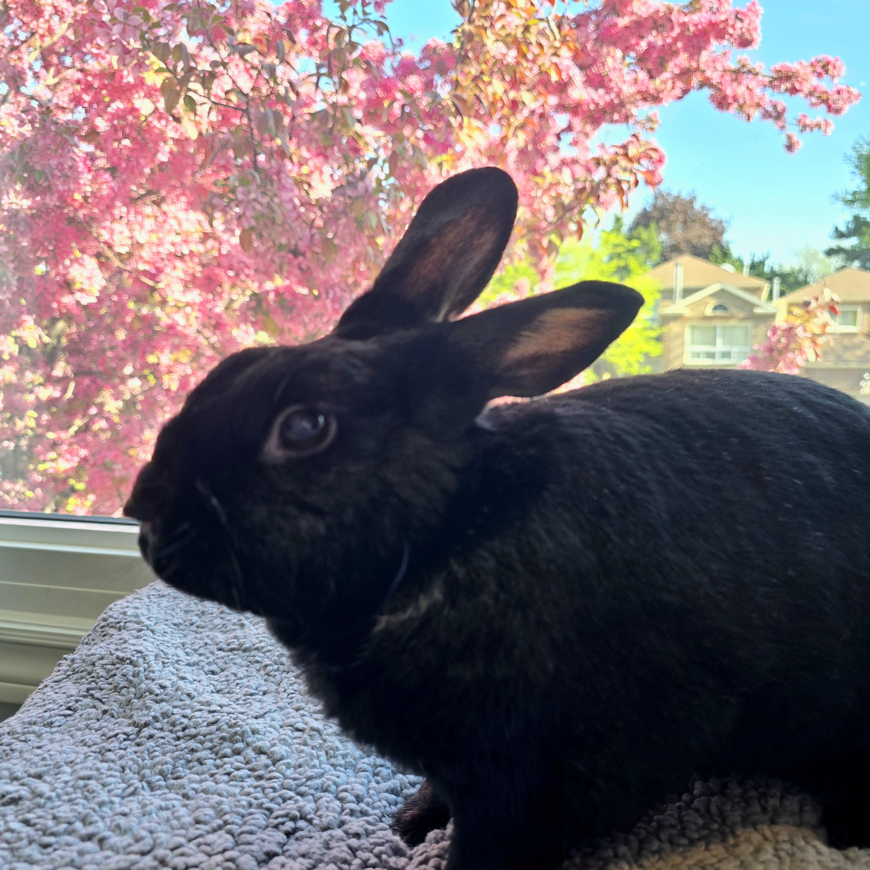 Enlarge Shadow, a Adoptable Bunny Rabbit in Cambridge, ON image 6/6