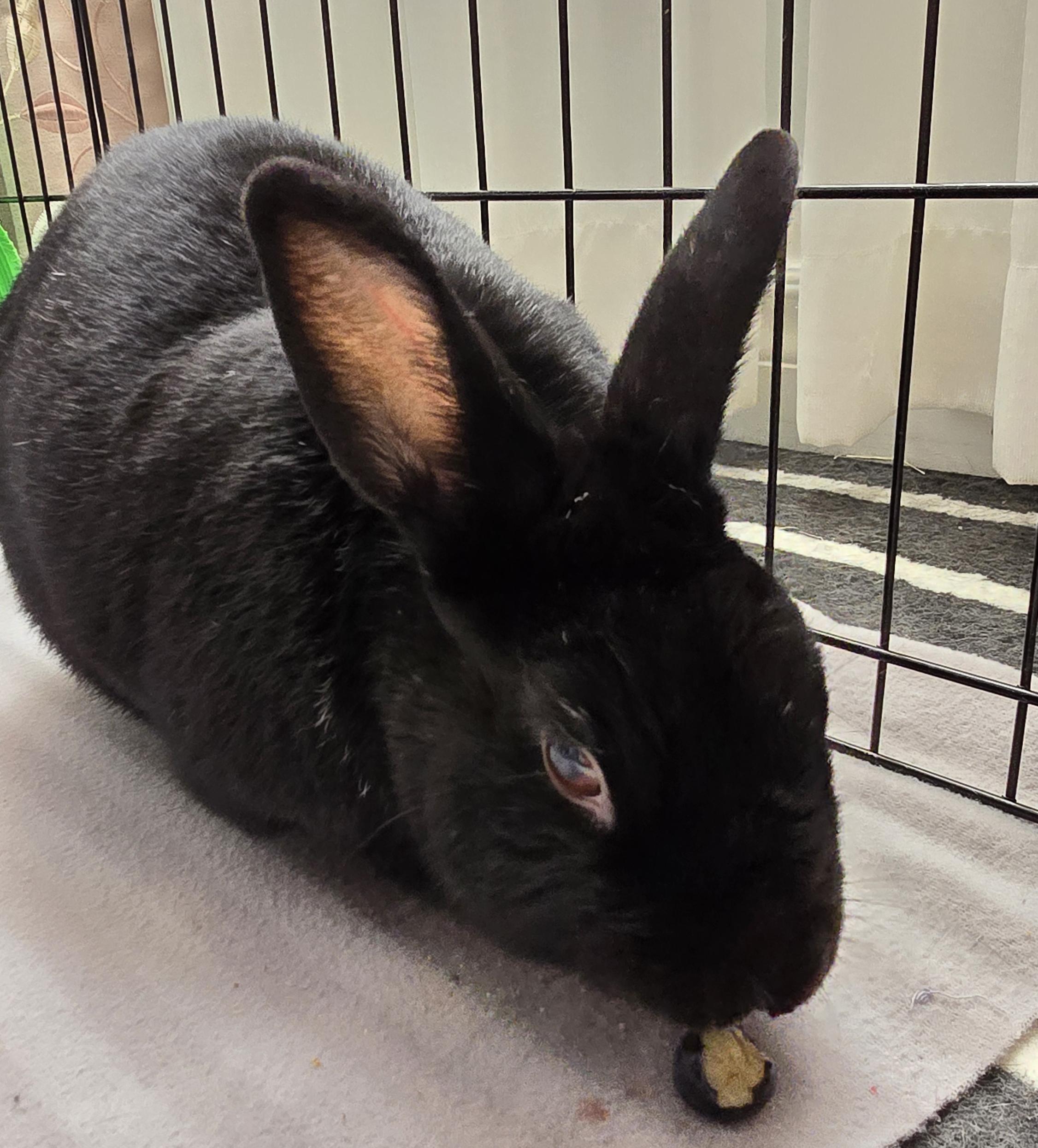 Shadow, a Adoptable Bunny Rabbit in Cambridge, ON image 3/3