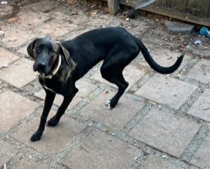 Enlarge Apollo, a ADOPTABLE Great Dane in Longwood, FL image 4/5