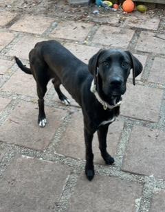 Enlarge Apollo, a ADOPTABLE Great Dane in Longwood, FL image 3/5
