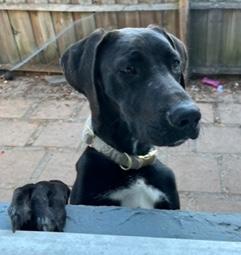 Enlarge Apollo, a ADOPTABLE Great Dane in Longwood, FL image 5/5