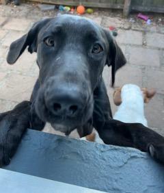 Enlarge Apollo, a ADOPTABLE Great Dane in Longwood, FL image 2/5