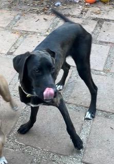 Apollo, ADOPTABLE, Puppy Male Great Dane.
