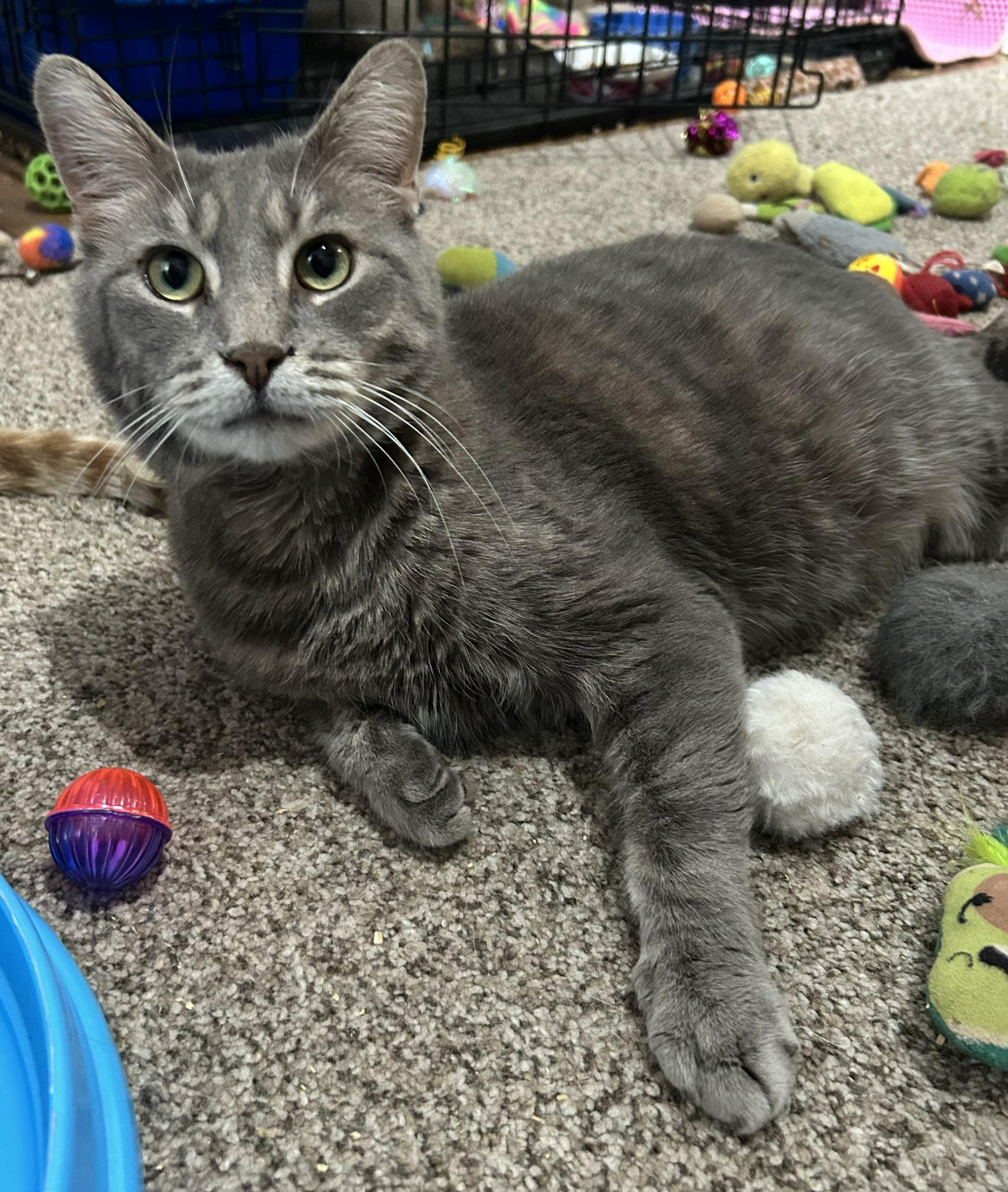 Sheldon, a ADOPTABLE mixed breed in Miami Beach, FL image 2/2