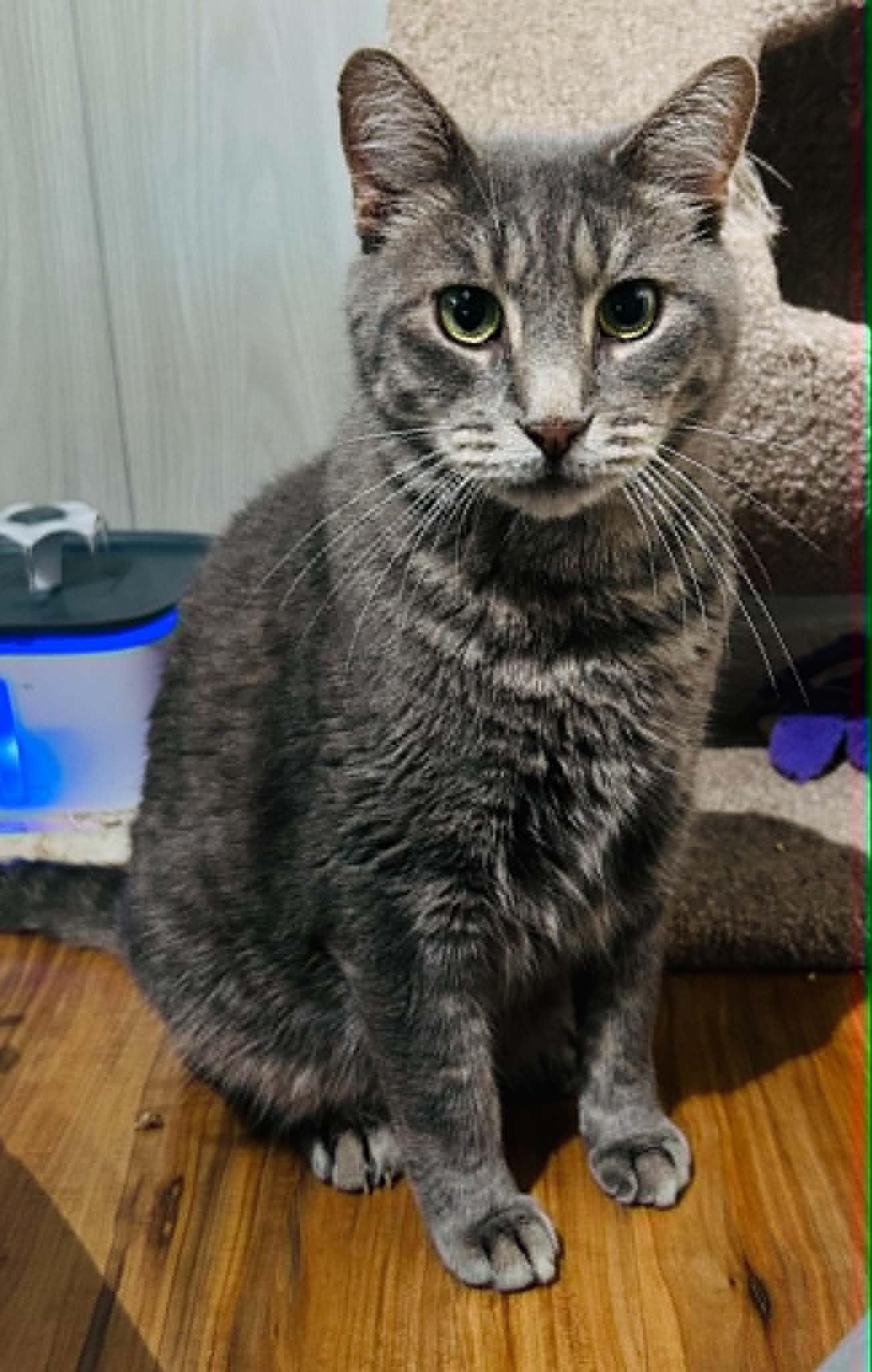 Sheldon, ADOPTABLE, Young Male Domestic Short Hair.